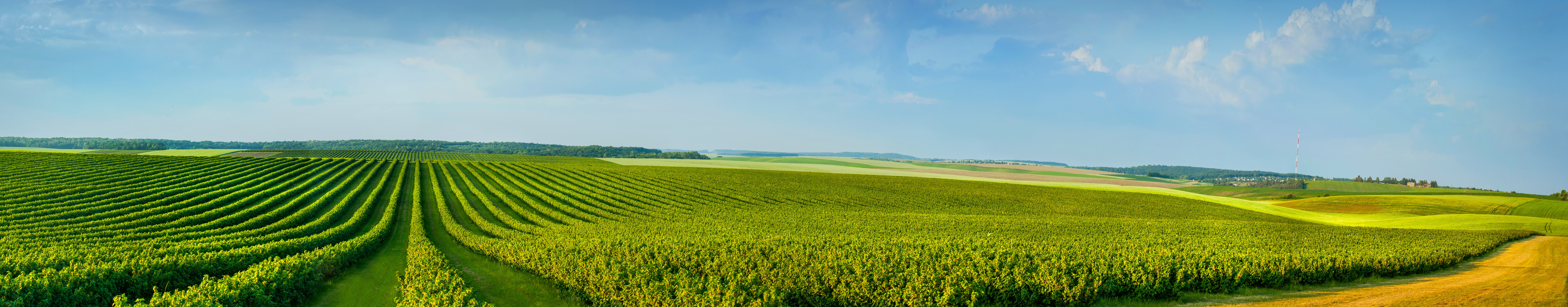 lettuce farm in Yuma, Arizona
